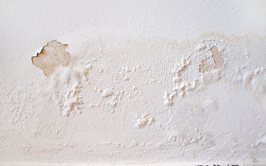 painting over mold drywall